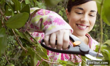 Elevate Your Exterior 150 Genius Projects to Maximize Curb Appeal 57 Replace Dying Plants - 150 Remarkable Projects and Ideas to Improve Your Home's Curb Appeal