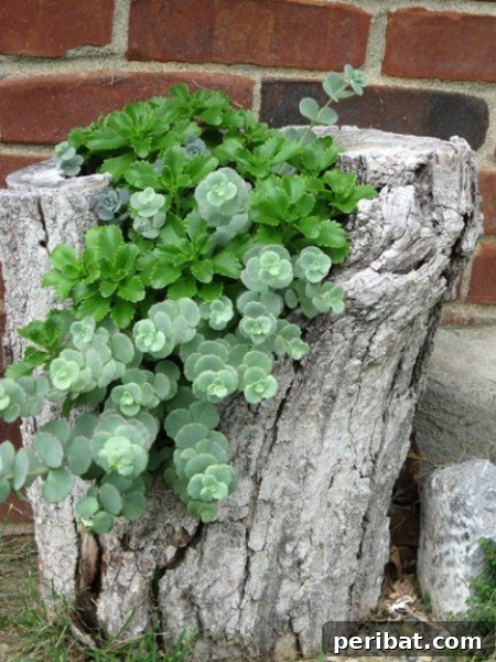 Elevate Your Exterior 150 Genius Projects to Maximize Curb Appeal 93 Disguise Tree Trunks - 150 Remarkable Projects and Ideas to Improve Your Home's Curb Appeal