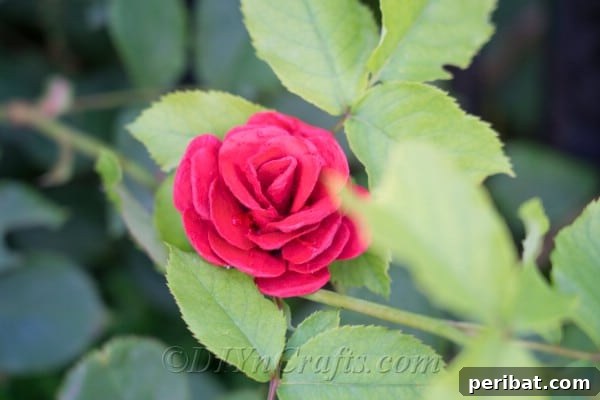 Egg cartons make surprisingly convincing roses, offering an unexpected source for beautiful crafts.