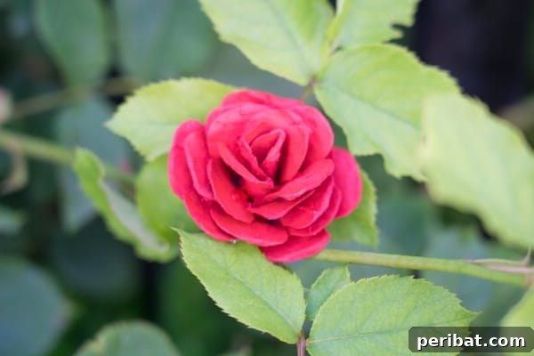How to Make Beautiful Roses from Egg Cartons