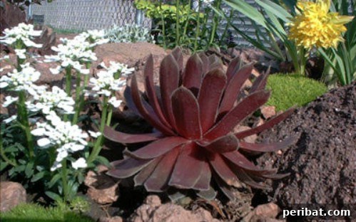 Stunning & Simple DIY Flower Bed Projects for Outdoor Appeal 18 Rock Gardens featuring succulents and natural stones