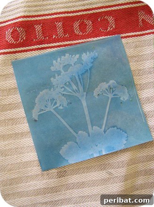 Sun Prints