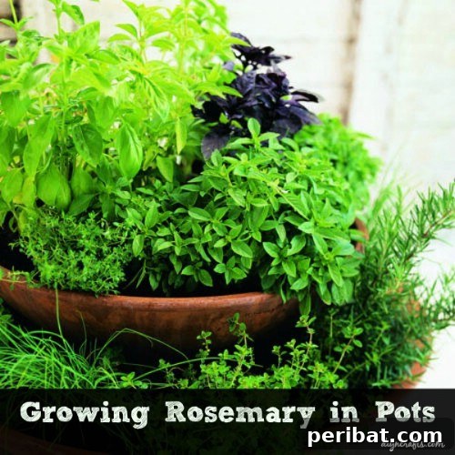 Rosemary