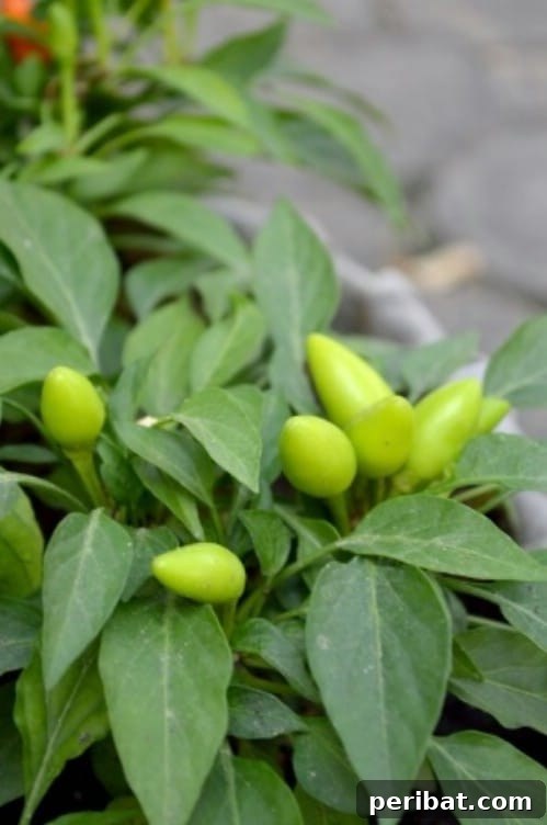 Peppers