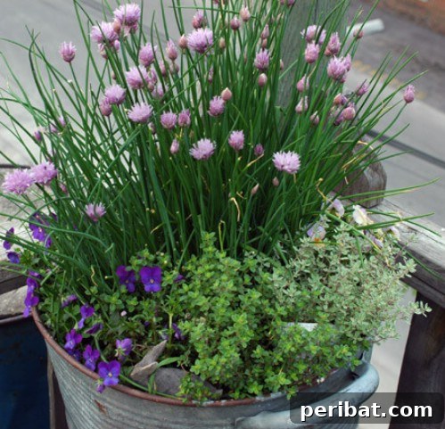 Chives