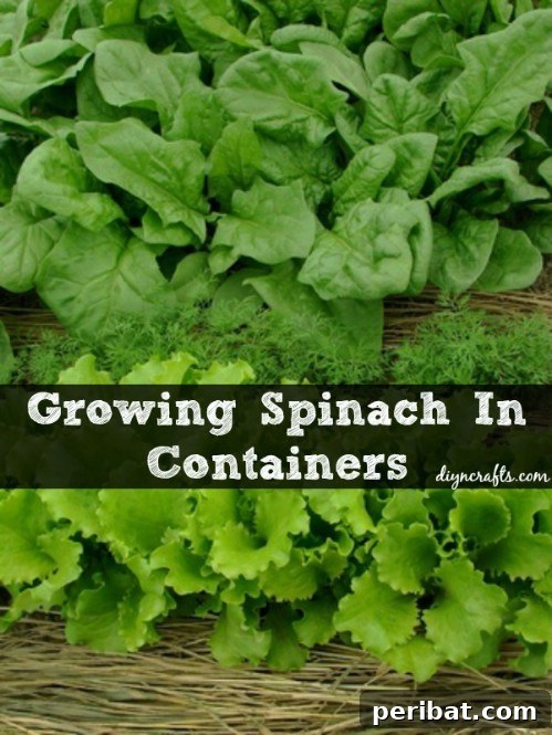 Spinach