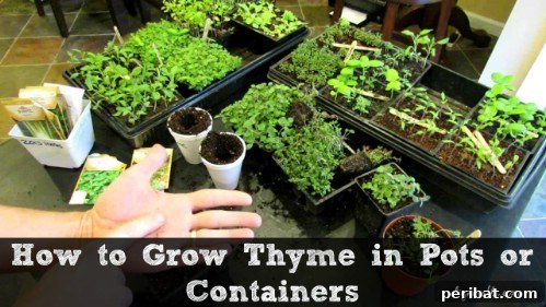 Thyme