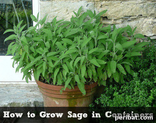 Sage