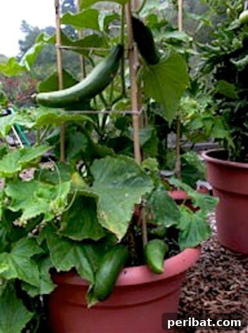 Cucumbers