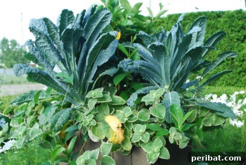 Kale