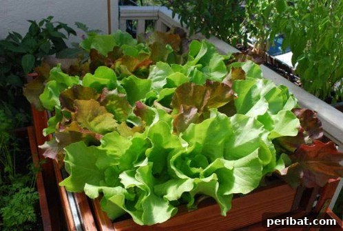 Lettuce