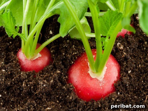 Radishes