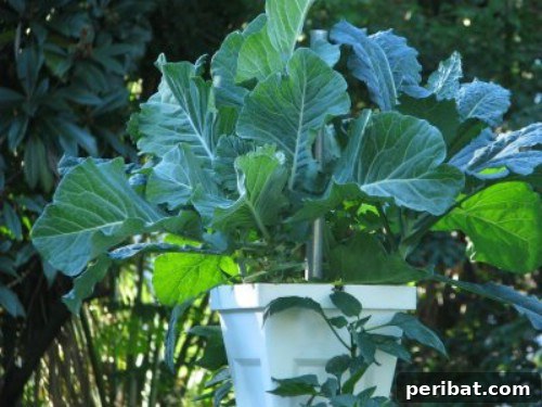 Collard Greens