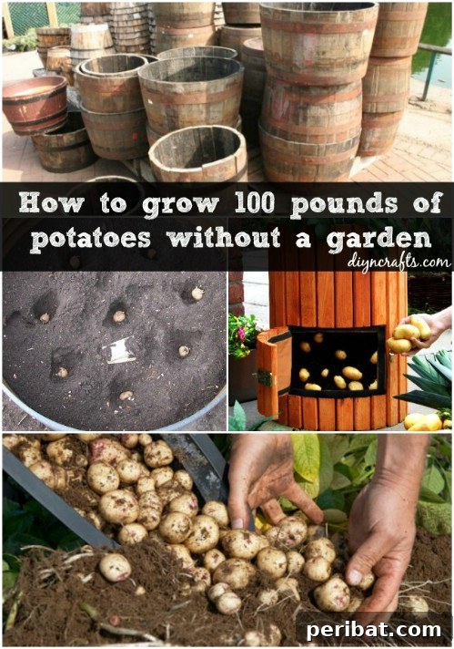 Potatoes