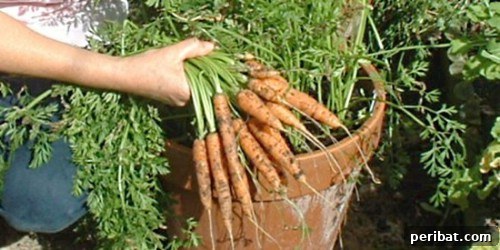 Carrots
