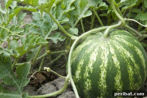 Watermelon