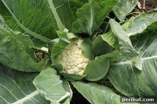 Cauliflower
