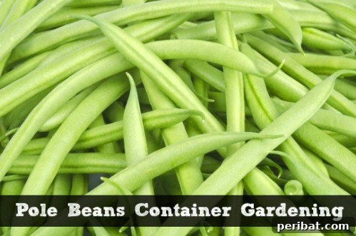 Pole Beans