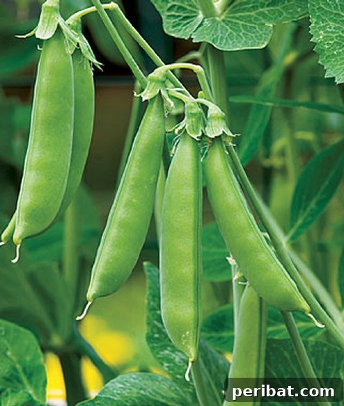 Sugar Snap Peas