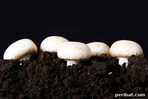 Mushrooms