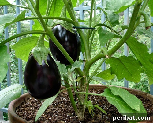 Eggplant