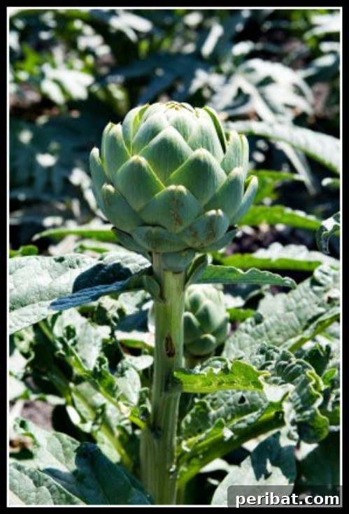 Artichokes