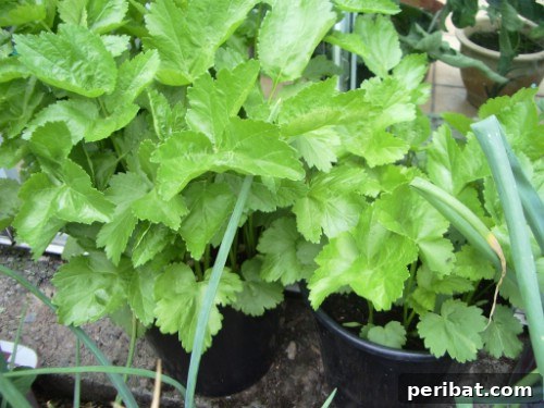 Parsnips
