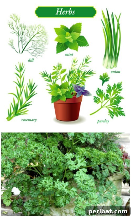 Parsley