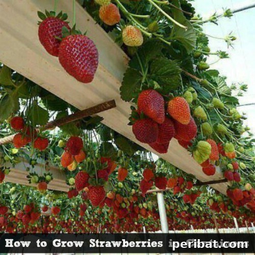 Strawberries