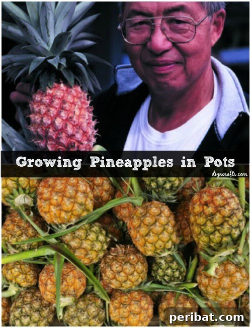 Pineapple