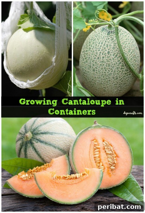 Cantaloupe