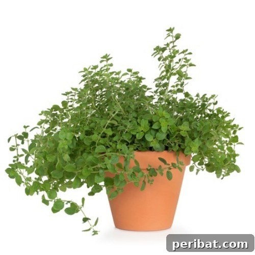 Oregano