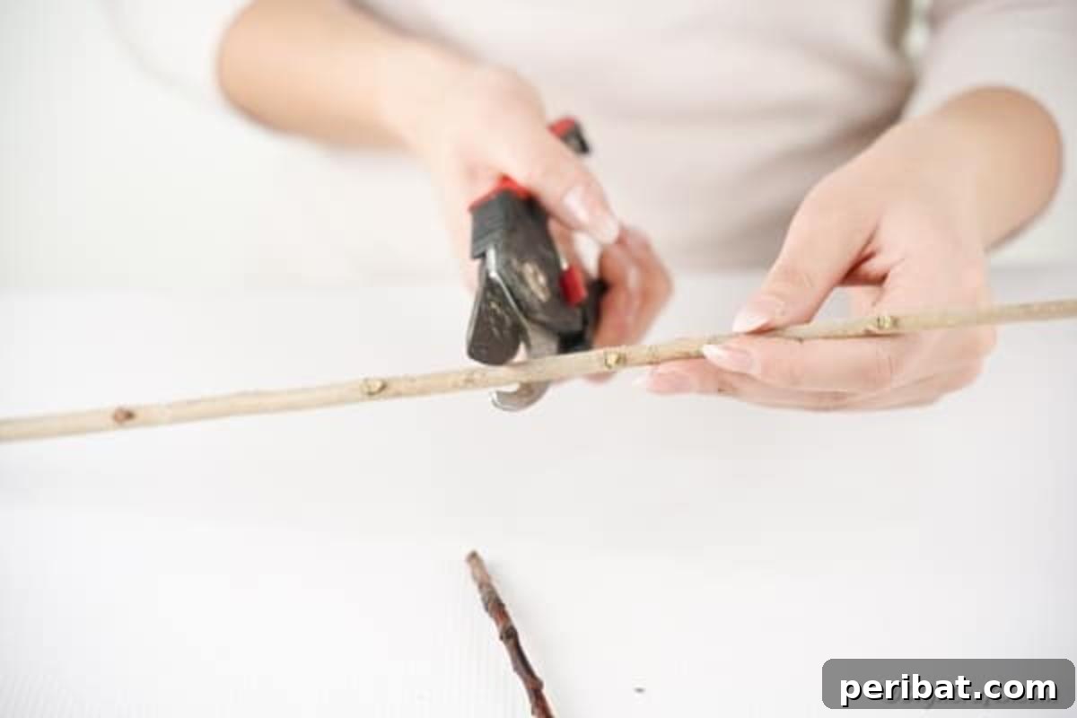 Cutting branch with garden shears