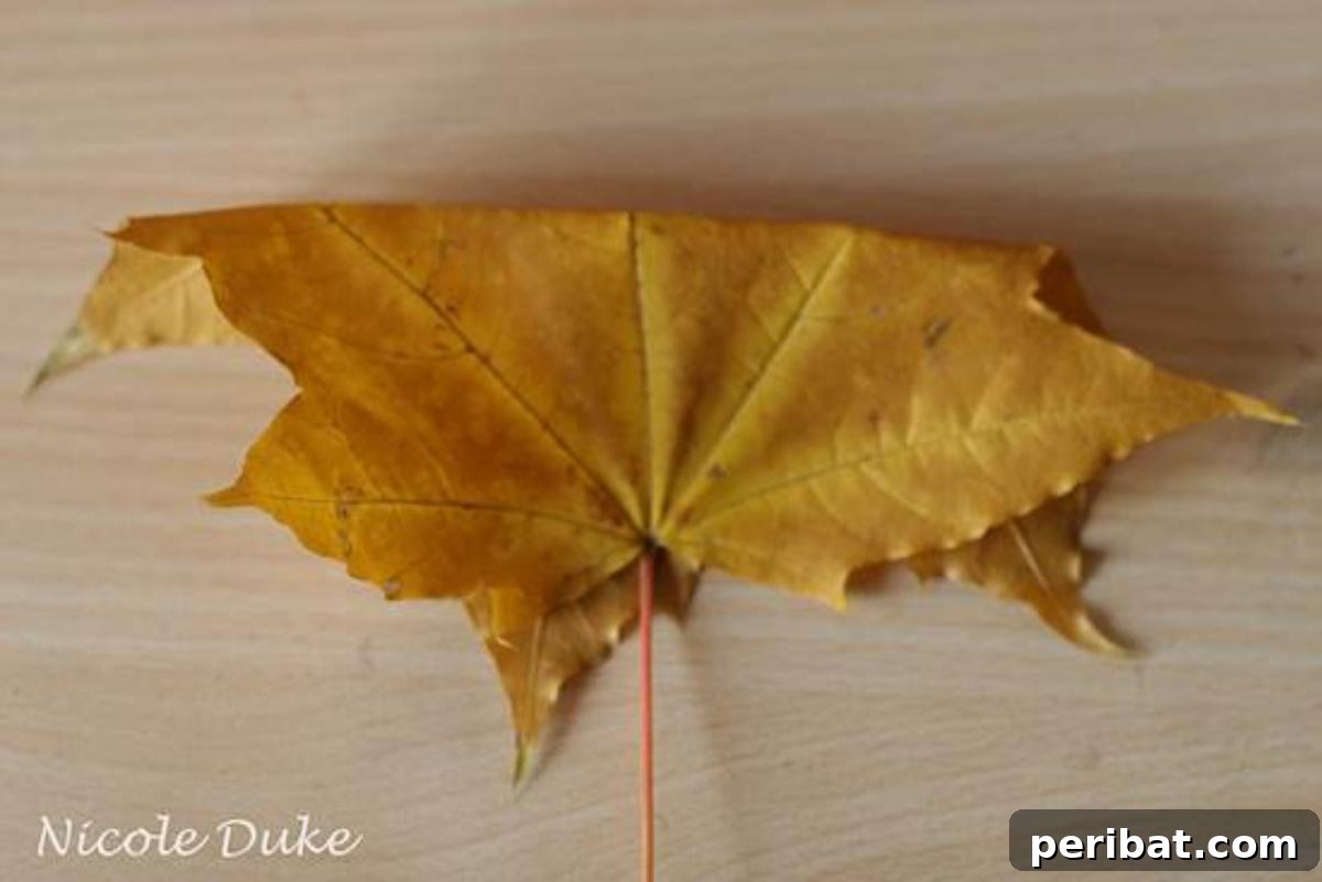 A maple leaf folded in half, demonstrating the first step in creating a DIY leaf rose.