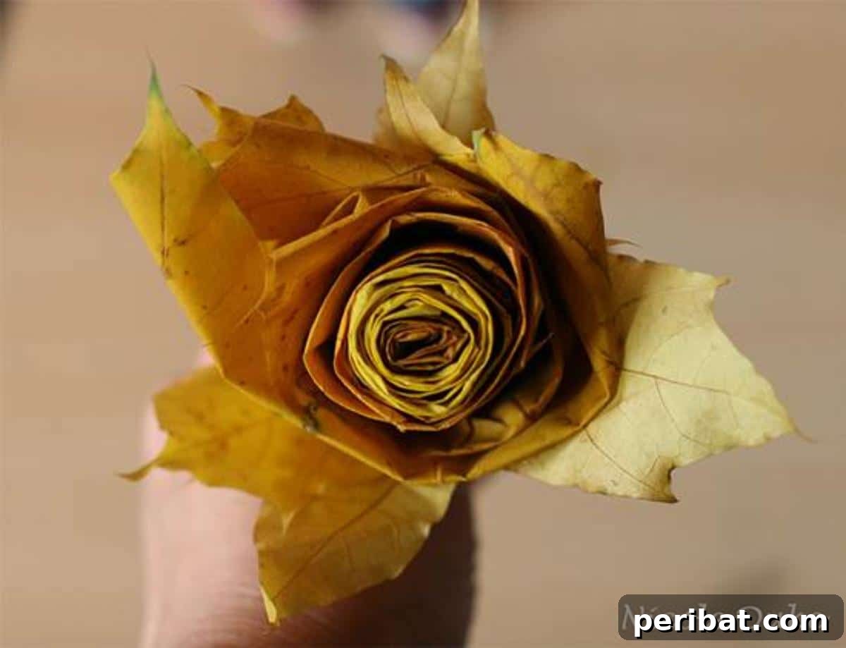 A close-up view of a maple leaf rose, showcasing its intricate layers and vibrant autumn colors.