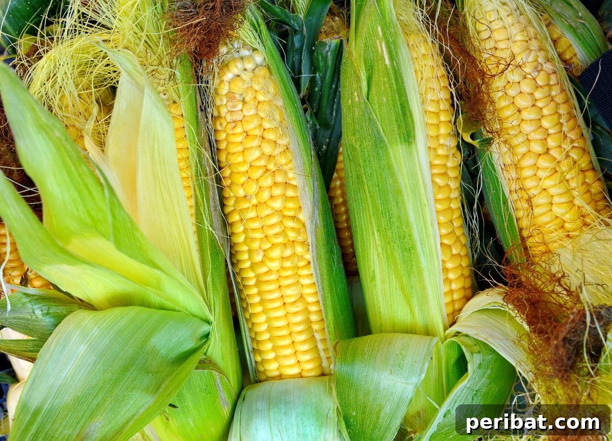 Fresh corn on the cob, demonstrating how this seasonal vegetable can be preserved for year-round enjoyment through freezing.