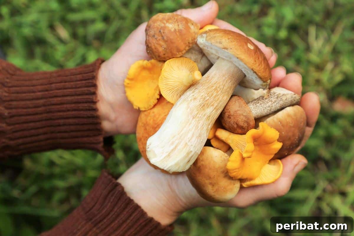 Hands full of freshly foraged mushrooms, emphasizing the need for proper preparation before freezing to preserve quality.