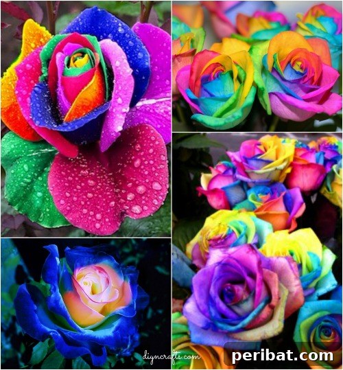 Stunning DIY Rainbow Roses: A Step-by-Step Guide to Creating Vibrant, Multi-Colored Flowers at Home