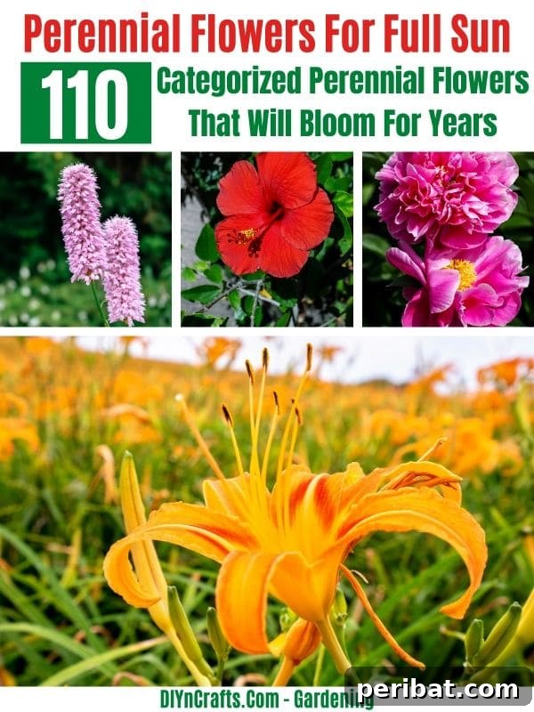 110 Enduring Perennials for Years of Vibrant Blooms 3 Full sun perennial flowers.