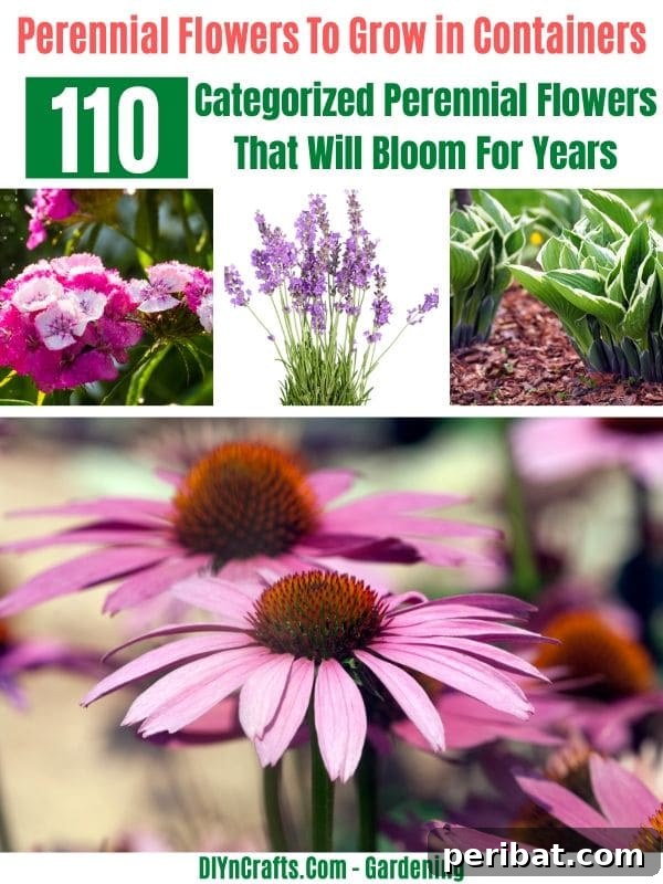 110 Enduring Perennials for Years of Vibrant Blooms 5 Best Perennials to Grow in Containers