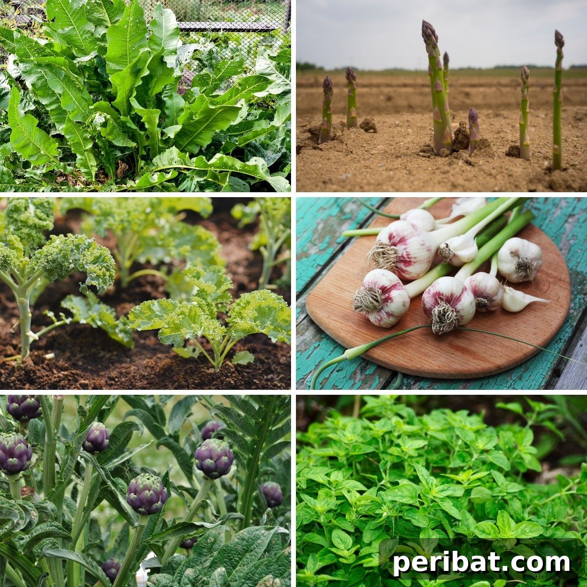 Harvest Forever: 15 Perennial Vegetables and Herbs 2 15 Perennial Vegetables and Herbs That'll Feed You For Years