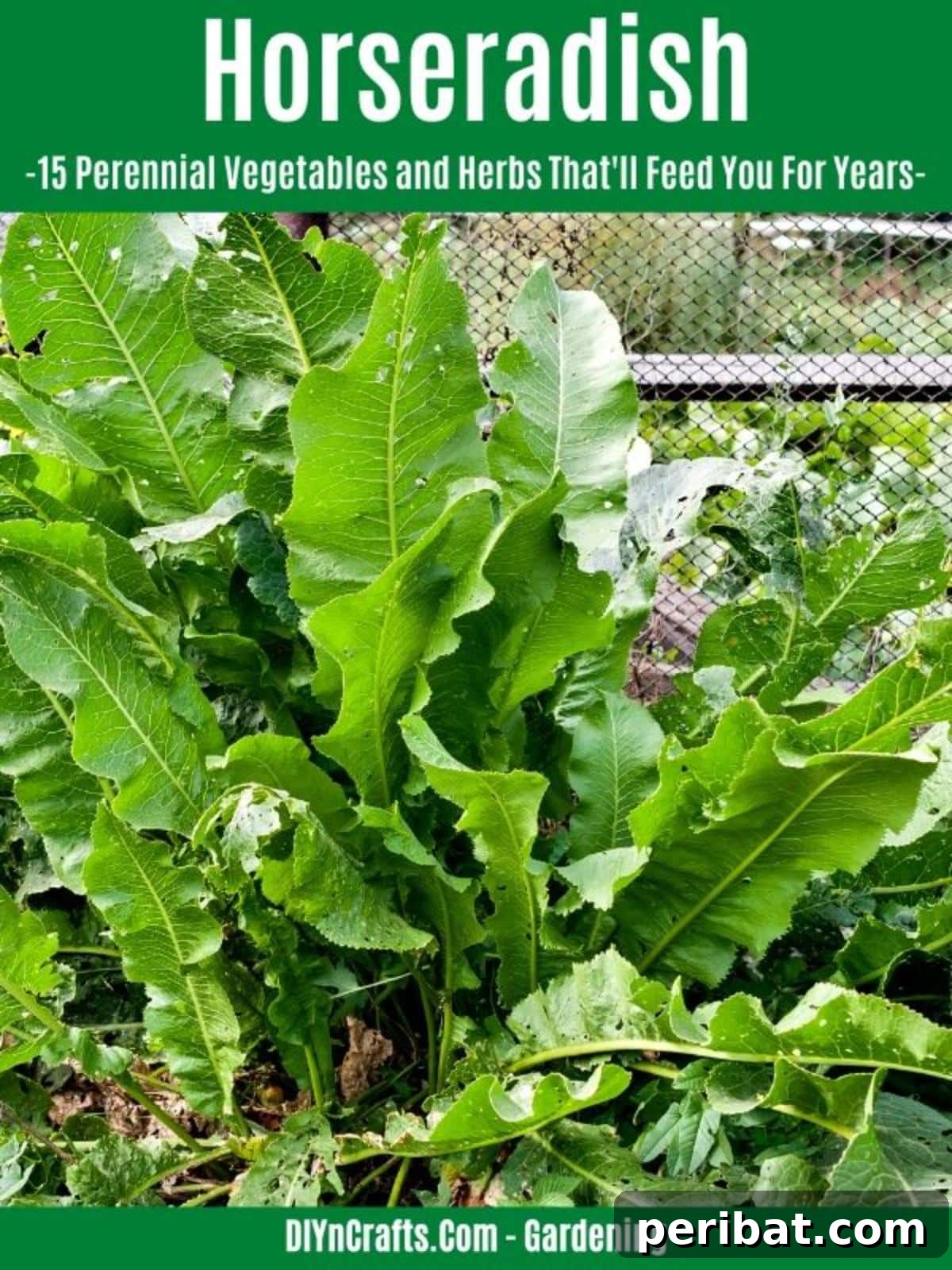 Harvest Forever: 15 Perennial Vegetables and Herbs 11 Horseradish perennial vegetable