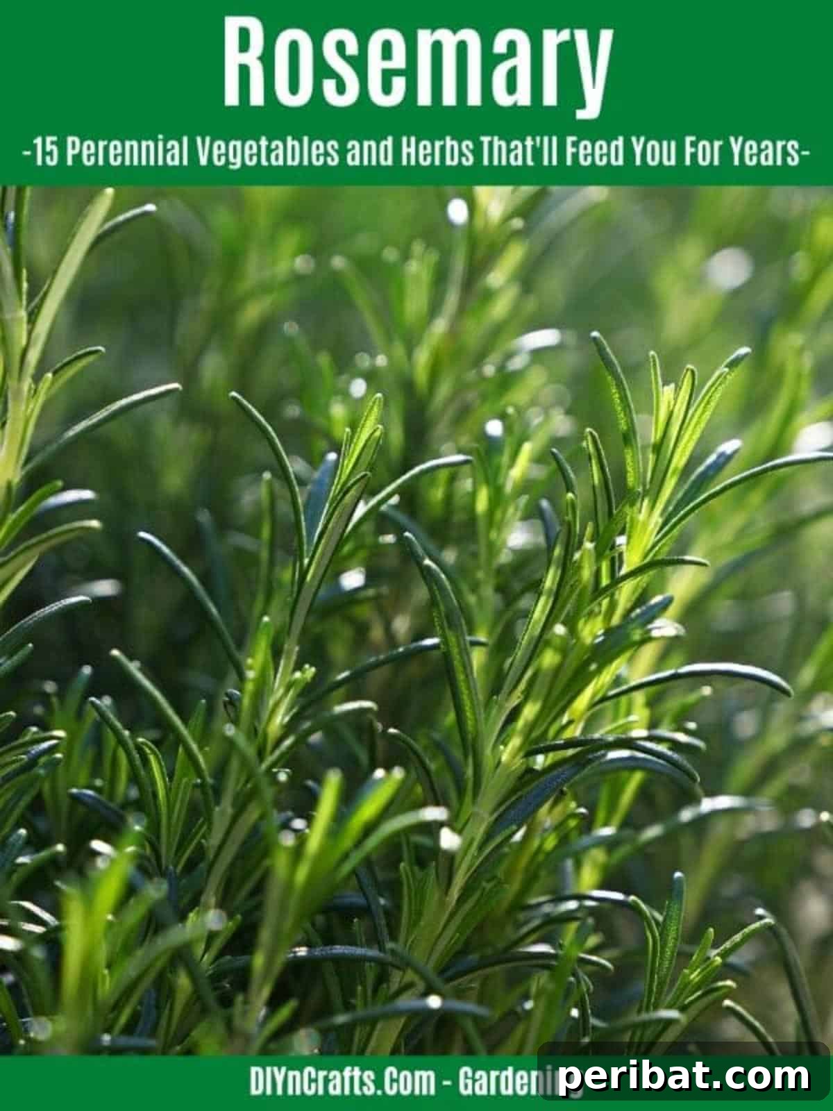 Harvest Forever: 15 Perennial Vegetables and Herbs 12 Rosemary perennial herb