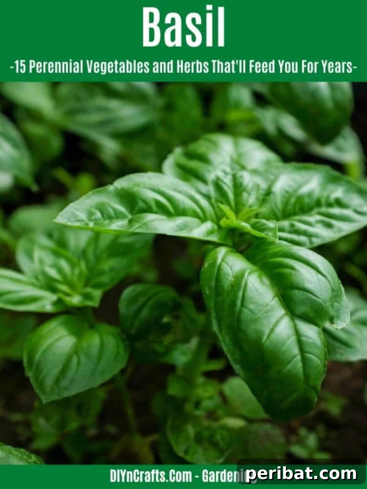 Harvest Forever: 15 Perennial Vegetables and Herbs 13 Basil perennial herb