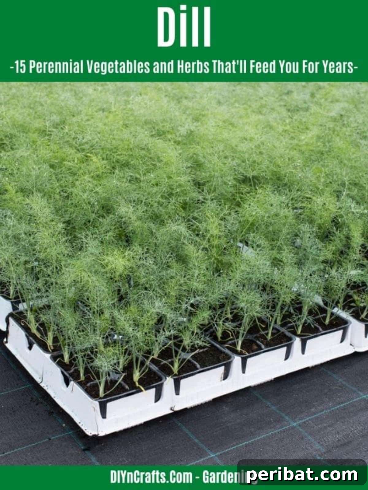 Harvest Forever: 15 Perennial Vegetables and Herbs 14 Dill perennial herb