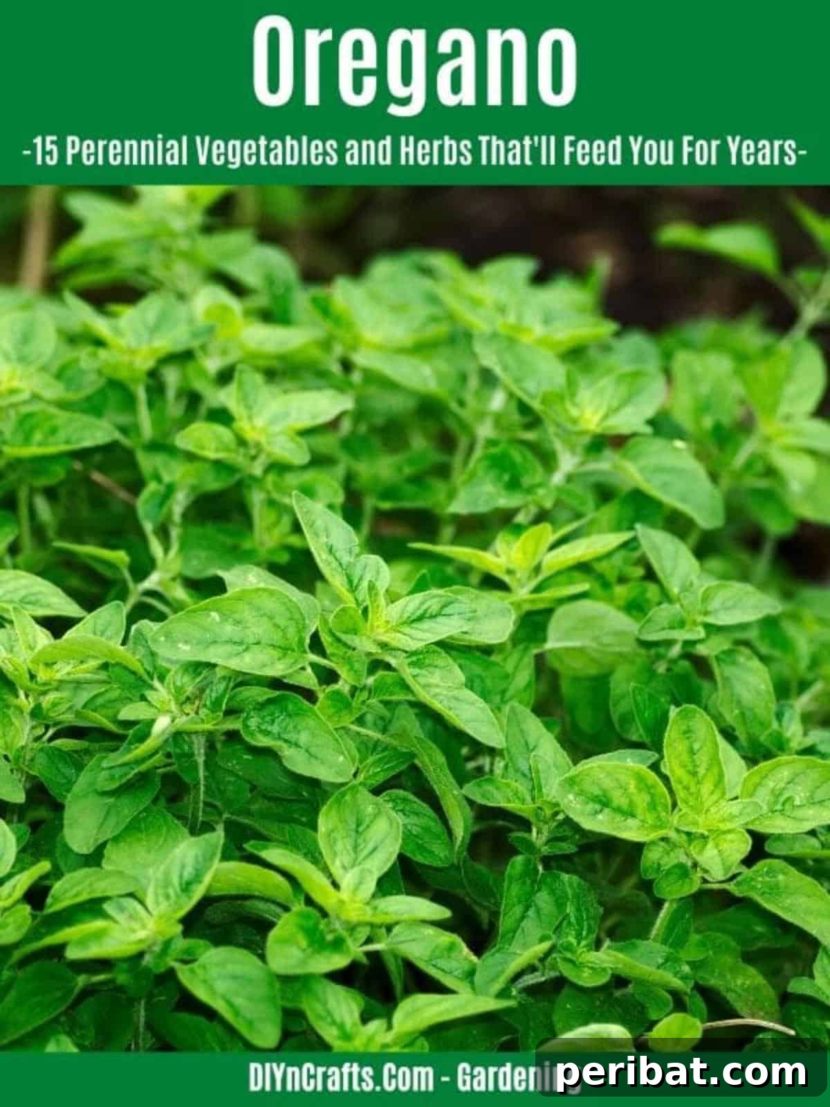 Harvest Forever: 15 Perennial Vegetables and Herbs 15 Oregano perennial herb