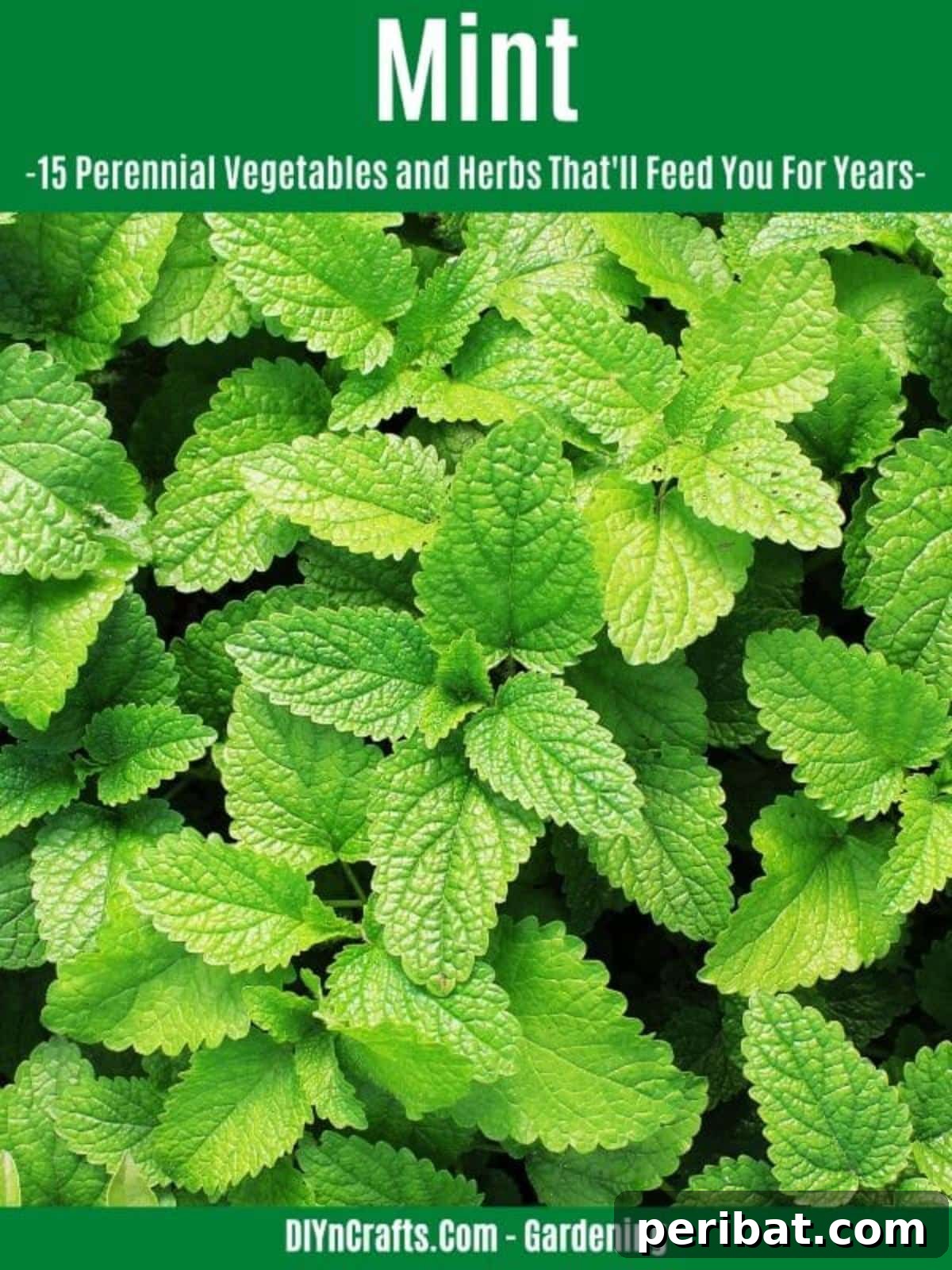 Harvest Forever: 15 Perennial Vegetables and Herbs 16 Mint perennial herb