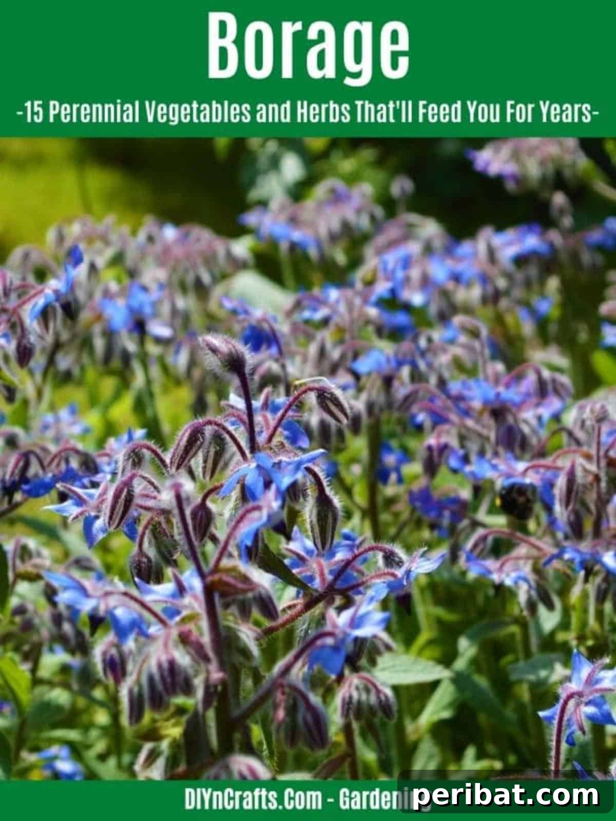 Harvest Forever: 15 Perennial Vegetables and Herbs 17 Borage perennial herb