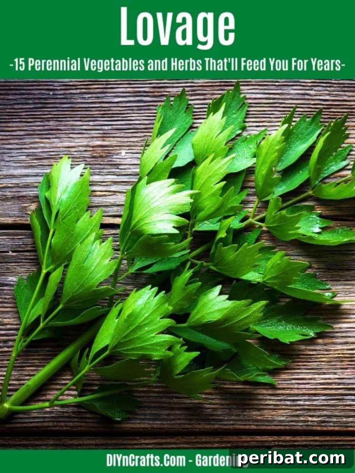 Harvest Forever: 15 Perennial Vegetables and Herbs 3 Lovage perennial vegetable
