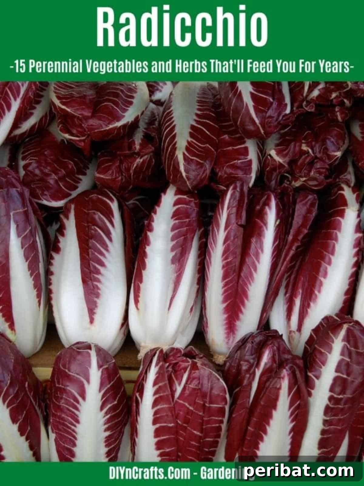 Harvest Forever: 15 Perennial Vegetables and Herbs 4 Radicchio perennial vegetable